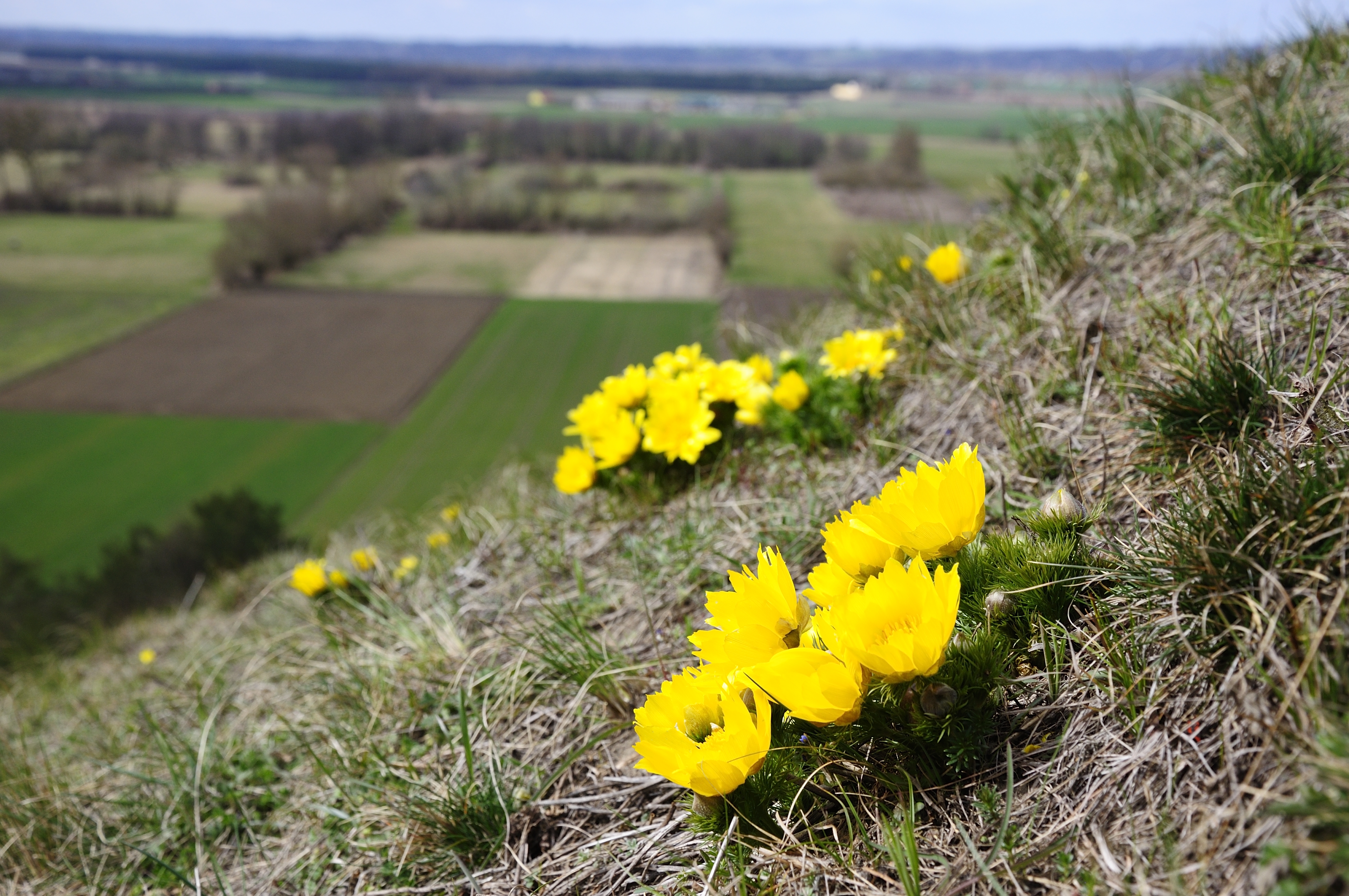 Miłek wiosenny (Adonis vernalis)