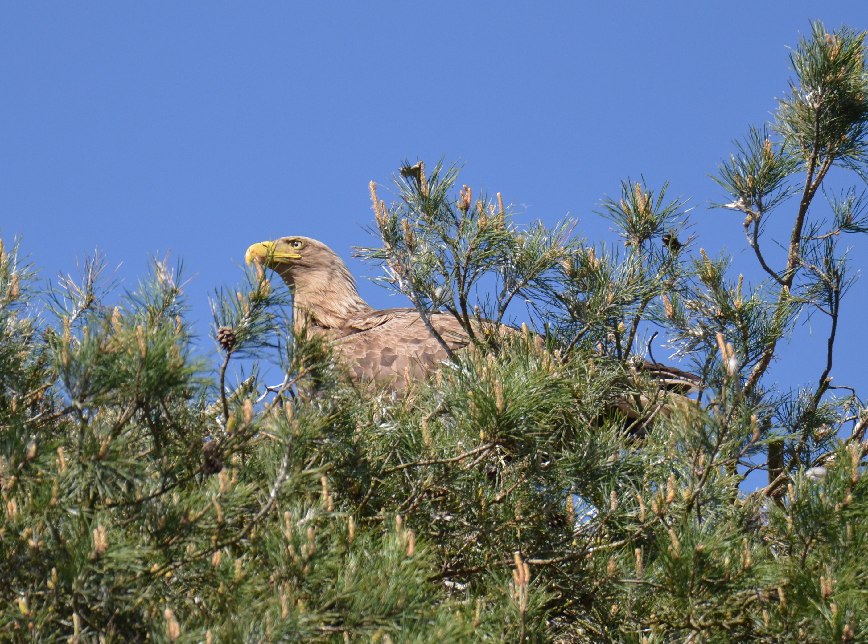 bielik (Haliaeetus albicilla)