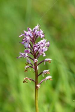 Storczyk&#x20;kukawka&#x20;-&#x20;Orchis&#x20;militaris&#x20;L&#x2e;